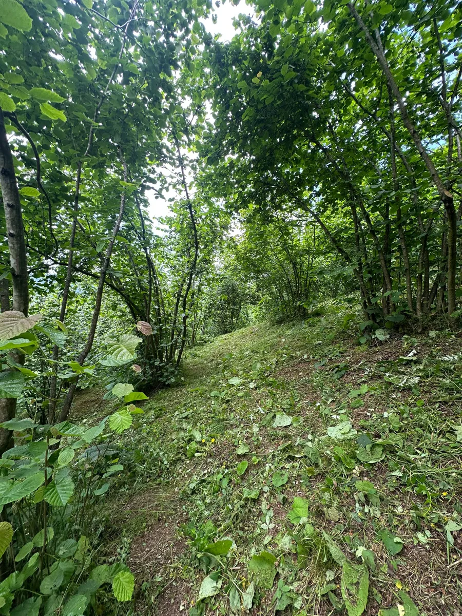 DÜZCE ÇİLİMLİ KIRKHARMAN KÖYÜNDE FINDIKLIK
